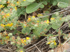 Acmispon heermannii heermannii