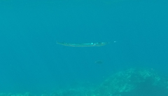 Platybelone argalus
