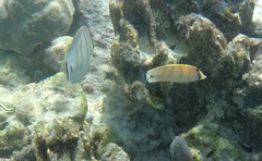 Chaetodon multicinctus