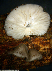 Hohenbuehelia cyphelliformis