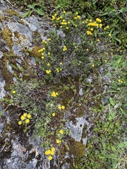 Helichrysum parvifolium