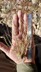Muhlenbergia microsperma