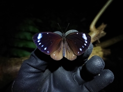 Euploea eunice