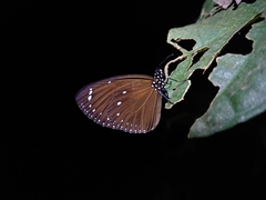 Euploea eunice