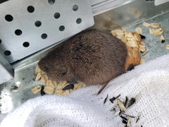 Microtus ochrogaster