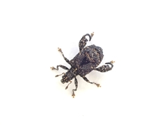 Pactola variabilis
