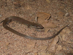 Amaral's Colobosaura photo 3
