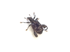 Pactola variabilis