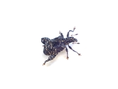 Pactola variabilis