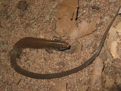 Amaral's Colobosaura photo 4