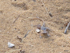 Chalarodon madagascariensis