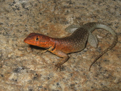 Tropidurus erythrocephalus