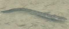 Anguilla marmorata