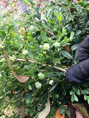 Synostemon albiflorus