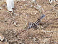 Chalarodon madagascariensis