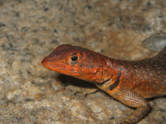 Tropidurus erythrocephalus