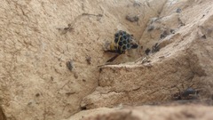 Mischocyttarus navajo