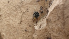 Mischocyttarus navajo