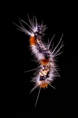 Lepidoptera