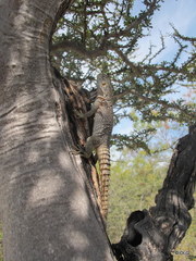 Oplurus cyclurus