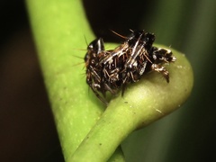 Arkys speechleyi