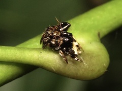 Arkys speechleyi