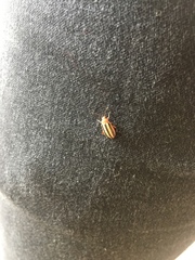 Disonycha leptolineata
