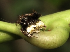 Arkys speechleyi