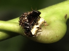Arkys speechleyi