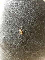 Disonycha leptolineata