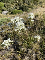 Gentianella corymbifera