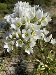Gentianella corymbifera