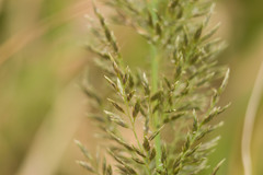Eragrostis variabilis