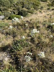 Gentianella corymbifera