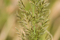 Eragrostis variabilis