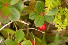 Vaccinium dentatum