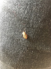 Disonycha leptolineata