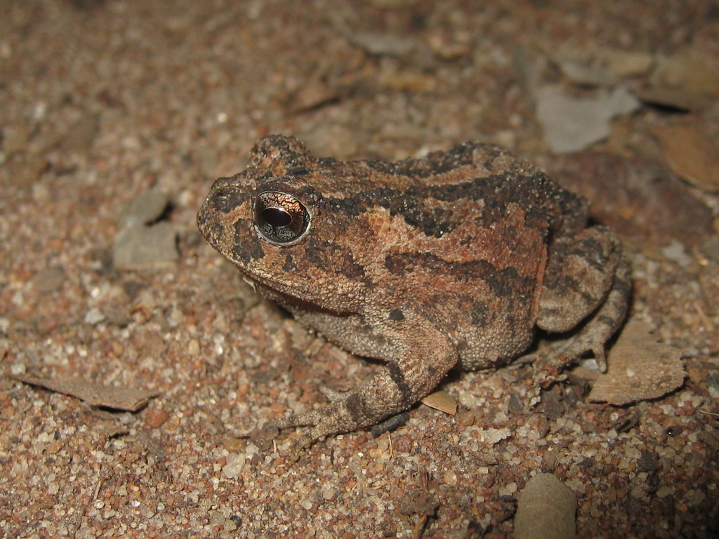 Proceratophrys redacta
