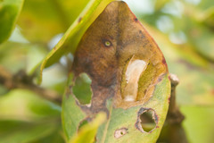 Philodoria splendida