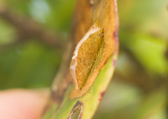 Philodoria splendida