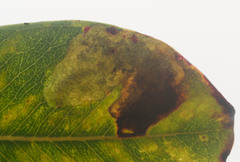 Philodoria splendida