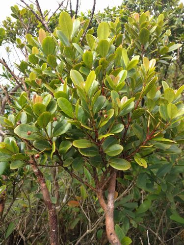 Syzygium sandwicense