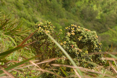 Metrosideros rugosa