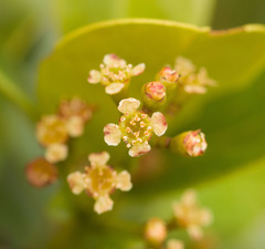 Syzygium sandwicense