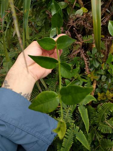 Maile (Alyxia stellata)