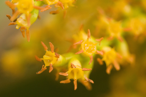 Pritchardia martii