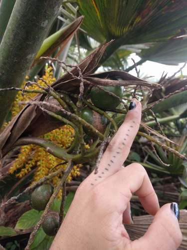 Pritchardia martii