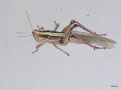 Nomadacris septemfasciata