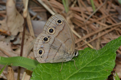 Megisto cymela cymela