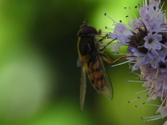 Syrphus octomaculatus